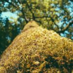 resized_37_fallback