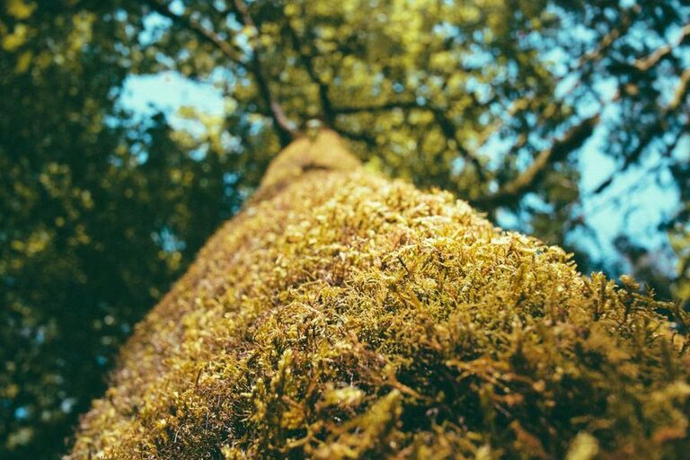 resized_37_fallback